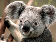 koala koala