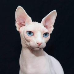 Lovely Cool Sphinx cats Angle Baby pet