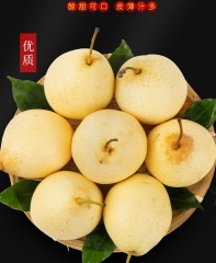 正宗河北鸭梨水果当季整箱梨子新鲜10斤水晶梨脆甜多汁现摘现发