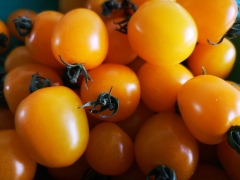 Yellow cherry tomatoes