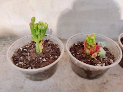 塑料花盆 塑料花盆